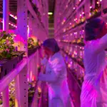 Chi è, cosa fa e quanto guadagna un agronomo